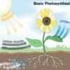 Photosynthesis